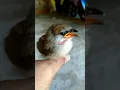Anakan burung kaso-kaso belajar bunyi  #shorts #anakanburung #videoshort #burung