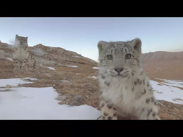 ‘Ghosts Of The Mountains’ Disneynature Trailer
