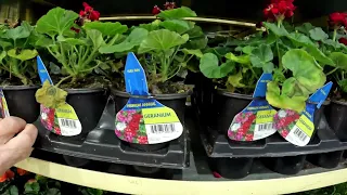 COSTCO - Huge Sale