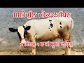 Download Lagu ਸਸਤੇ ਮੁੱਲ 🔥1 ਤੋਕੜ-ਗੱਬਣ ਵਹਿੜ 🔥2 ਗੱਬਣ ਵਹਿੜਾ 🔥1 ਤਾਜੀ ਸੂਈ ਵਹਿੜ-4 cow for sale #brardairyfarmmoga 