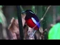Download Lagu Birds of Sepilok - Rainforest birds of Sabah