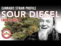 Classix Sour Diesel Strain Review 20 45 THC