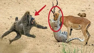 Animals Save Other Animals in the Most Amazing Moments Ever