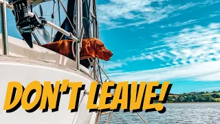 Having to leave Hank behind 🥺 – Sailing Cadoha (S4 Ep9)