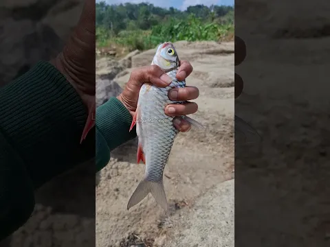 Babon brek #mancing #shorts