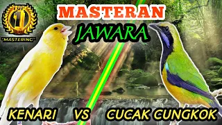kenari vs cucak cungkok materi istimewa untuk semua jenis burung lombaaaa 