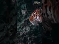 Download Lagu Tiger Roaring sound effect