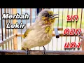 เสียงนกดอกแตง เจ้าจิงโจ้ ขนใหม่ suara merbah lekir 1/2023 | birdwild chaiya