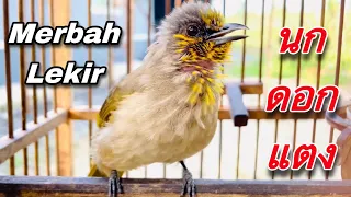  suara merbah lekir 1 2023 birdwild chaiya