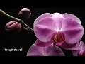 Michael Kim-Sheng - Heavy Moon [Visualizer]