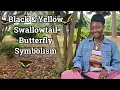 Black and Yellow Swallowtail Butterfly Spirit Animal Totem