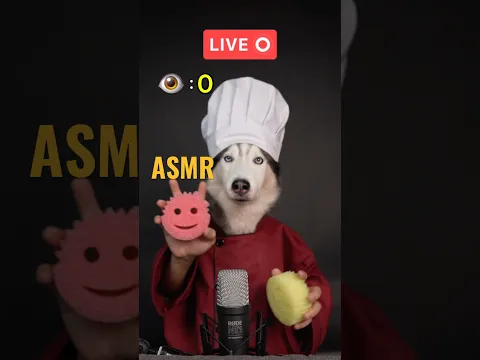 Don’t You Like Kitchen Sounds? #shorts #shortvideo #asmr #dog