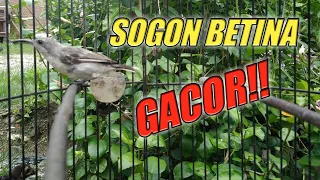 Download SOGON BETINA NGERIWIK MERAYU JANTAN | TERAPI SOGON MACET MASA KINI MP3