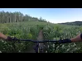 Bunchgrass Logan UT
