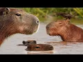 The Truth About Capybaras 4K Brazil Pantanal Robert E Fuller