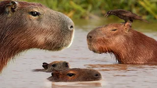 The Truth About Capybaras 4K Brazil Pantanal Robert E Fuller  The Truth About Capybaras 4K Brazil Pantanal Robert E Fuller