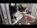 Dubuque Regional Humane Society s unique fundraiser offers chance to say Be Mine or Love Stink