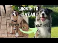 1 month to 1 year watch our border collie grow up
