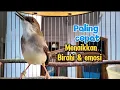 Download Lagu Pancingan ciblek semi agar cepat bunyi paling cepat merangsang emosi dan birahi ciblek