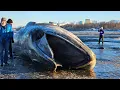 Beached Whale Captures the Attention of Anchorage Residents