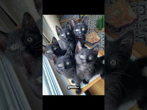 Gatinhos x Esquilos!