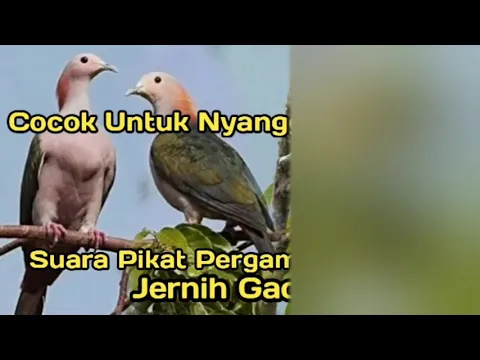 Download MP3 Suara Pikat Punai dan Pergam, Jernih untuk pikat