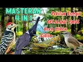 Download Lagu MASTERAN 4 IN 1 TEMBAKAN BELALANG EMAS, PELATUK, BREN CIBLEK, CILILIN