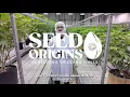 Wedding Mints The Perfect Union of Cake Kush Modern Flower Origins