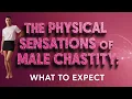 The Physical Sensations of Male Chastity A Realistic Guide What It Actually Feels Like