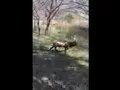 Son deer hunting on Ft Sill OK