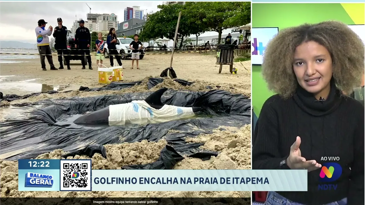Pescadores de BC celebram primeira pesca de tainha, golfinho encalha na praia de Itapema