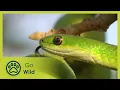 Download Lagu Animal Language - Animals Like Us 3/11 - Go Wild