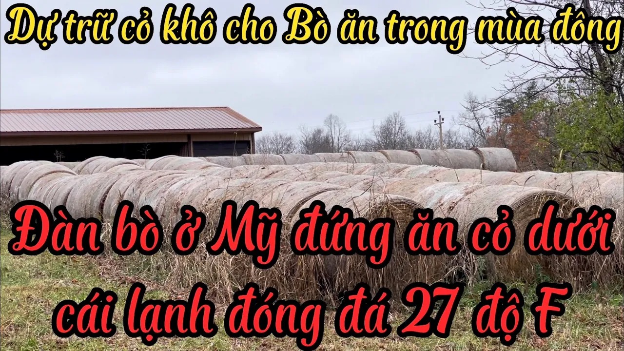 Dự trữ cỏ cho bò ăn