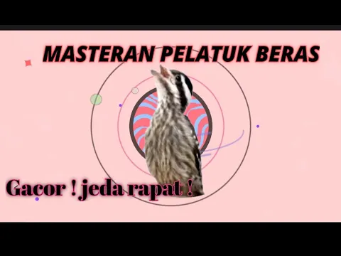 Download MP3 MASTERAN pelatuk beras gacor || vidio jeda biar gak stres