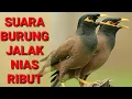 Download Lagu Suara Burung Jalak Nias Ribut||Suara Pikat Jalak Nias mp3