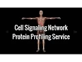 Cell Signaling Network - Protein Profiling Service