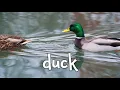 Bird Sounds!  Learning the sounds of Birds!