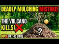 Stop Killing Your Trees 6 Mulching Mistakes to Avoid