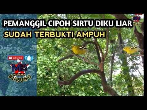 Download MP3 UNTUK PIKAT SIRTU PALING AMPUH UNTUK CIPOH LIAR YANG SUSAH TURUN KOMBINASI BETINA BIRAHI RIBUT