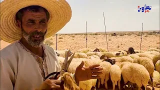 موسم الج ز في تطاوين الع ز 