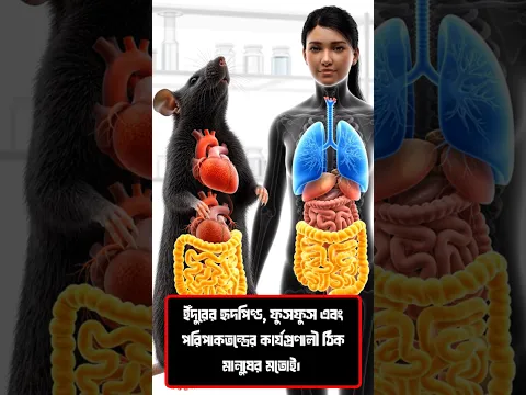 ইঁদুরের উপরেই কেন সকল ঔষধের পরীক্ষা চালানো হয়? 😳#shortsfeed #facts #science #rat
