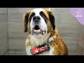 One St Bernard s Heroism Saves The Lives Of Both Humans AND Dogs