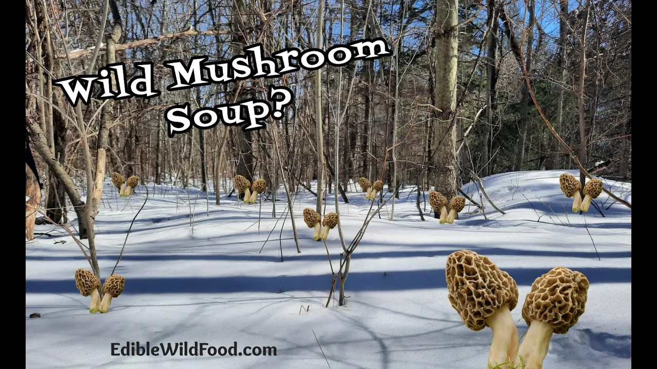 Wild Mushroom Soup