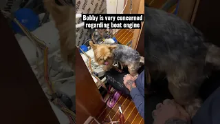 This boat dog worried more about boat engine then us 😂 #sailboatrefit #florida #sailboat #boatdog