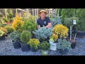Low Maintenance Evergreen Shrubs to Grow Around Your Home