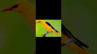 أفضل صوت لصيد طائر الصفاري                                دندنها