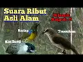 Download Lagu Suara Pikat Burung Ribut Asli Alam, Kutilang,Trucukan,korlap