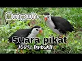 Download Lagu PILIHAN TERBAIK// SUARA PIKAT RUAK RUAK AMPUH ✓[ BITDRAP ]✓