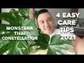 4 Easy Care Tips for the Monstera Thai Constellation Things you should know about the MTC