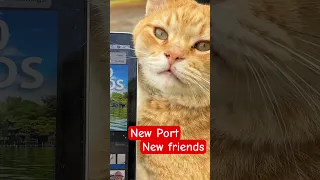 Cool cat checks me out #digitalnomad #sailing #cat